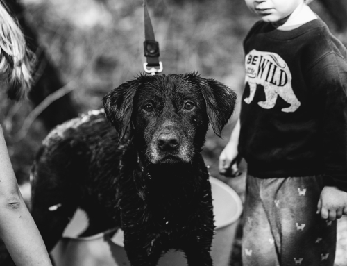 365:  Dog Bath Day
