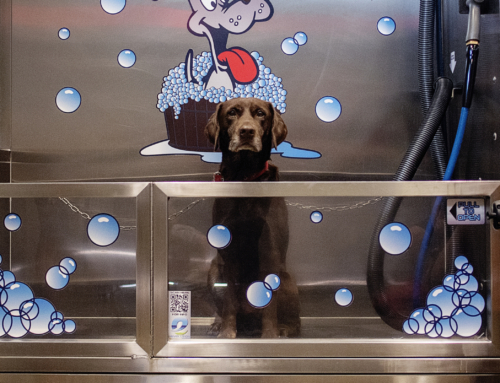 365 Project:  The Dog Wash